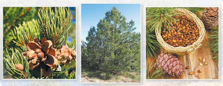 RANGE PLANTS FOR THE RANCHER Single-Needle Pinyou