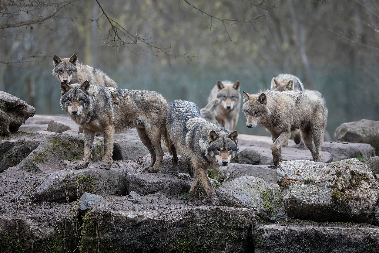 Wolves in Nevada, Are They Closer Than You Think? - The Progressive Rancher